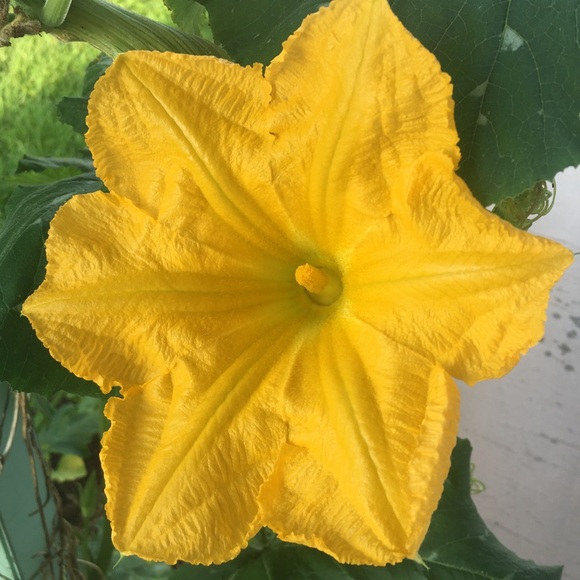 Meet your Posher, Julie - Picture 1 of 1